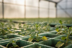 Zaštita mladih krizantema od bijele hrđe