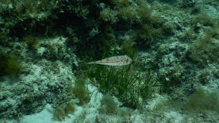 Zadruživanje: Ribari love manje, a izbjegavanjem prekupaca ostane im veća zarada