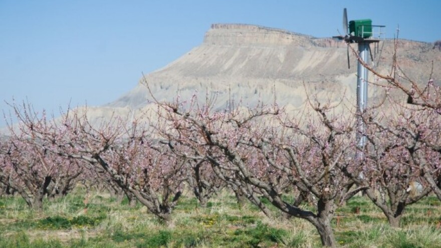 Mogu li voćari očekivati pomoć i kakvu?