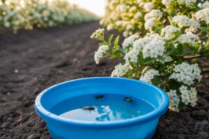 Zaštita nasada aronije tokom cvatnje