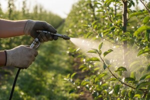 Zaštita nasada jabuka