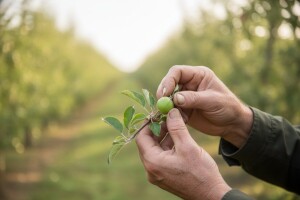 Zaštita nasada jabuka