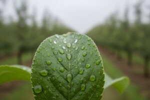 Zaštita nasada jabuka