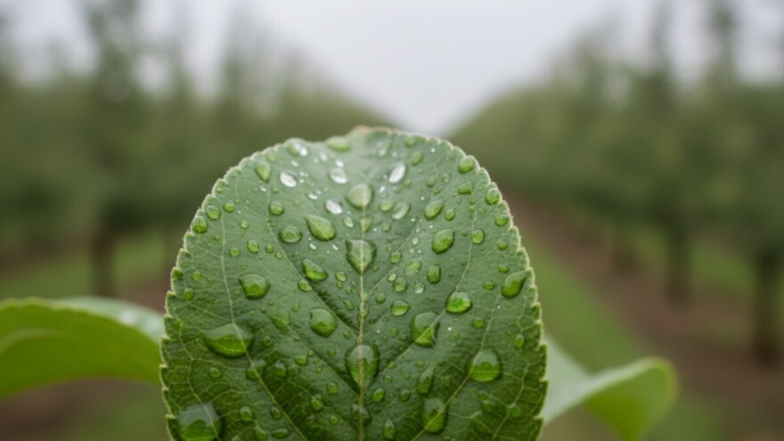 Zaštita nasada jabuka