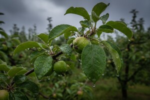 Zaštita nasada jabuka