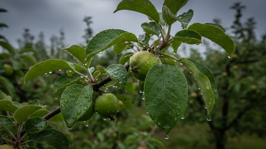 Zaštita nasada jabuka