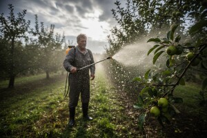 Zaštita nasada jabuka
