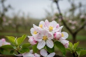 Zaštita nasada jabuka i krušak