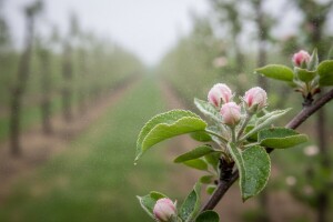 Zaštita nasada jabuka i krušaka