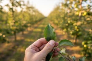 Zaštita nasada jabuka i krušaka