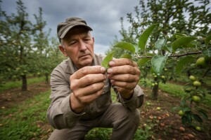 Zaštita nasada jabuka i krušaka