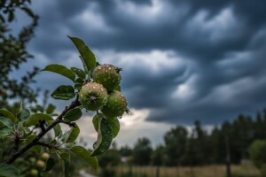 Zaštita nasada jabuka i krušaka