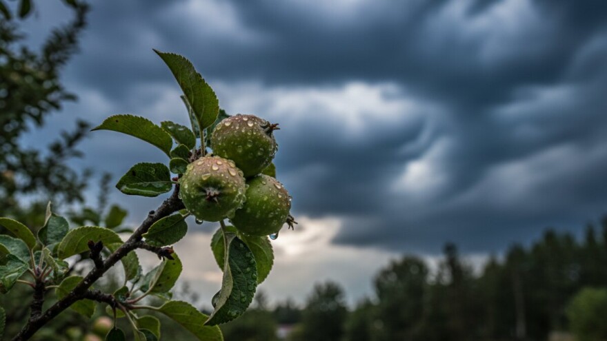 Zaštita nasada jabuka i krušaka