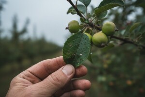 Zaštita nasada jabuka i krušaka