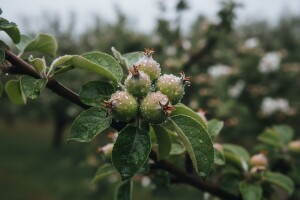 Zaštita nasada jabuka i krušaka