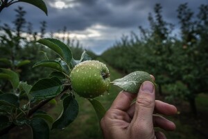Zaštita nasada jabuka i krušaka
