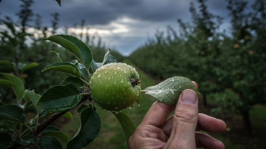 Zaštita nasada jabuka i krušaka