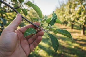 Zaštita nasada jabuka i krušaka