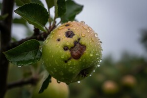 Zaštita nasada jabuka i krušaka