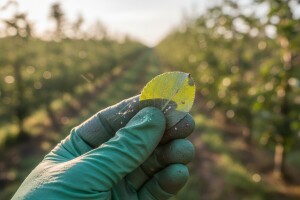 Zaštita nasada jabuka i krušaka
