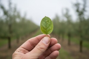 Zaštita nasada jabuka i krušaka