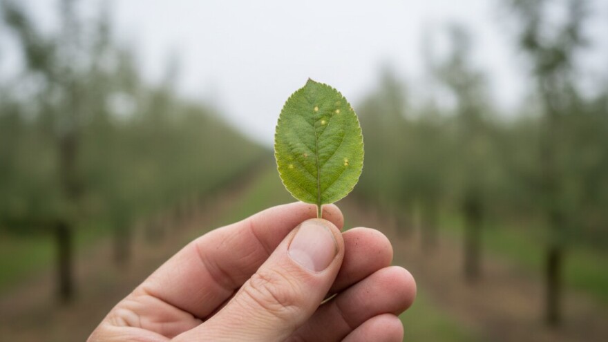 Zaštita nasada jabuka i krušaka