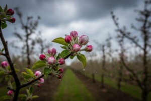 Zaštita nasada jabuka i krušaka
