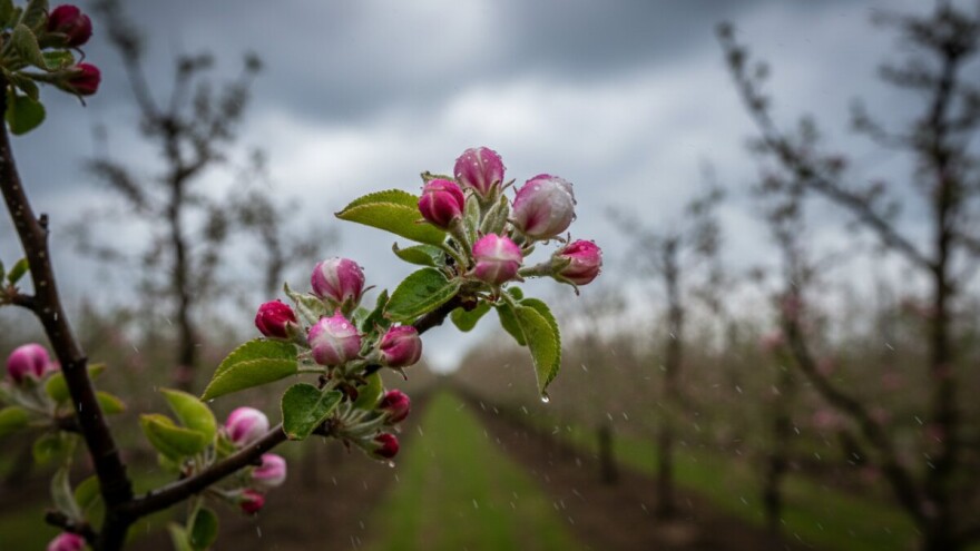 Zaštita nasada jabuka i krušaka