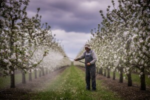 Zaštita nasada jabuka i krušaka