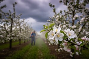 Zaštita nasada jabuka i krušaka od krastavosti