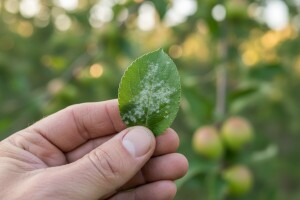 Zaštita nasada jabuka na sisačkom području