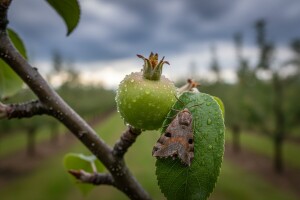 Zaštita nasada jabuka od jabučnog savijača