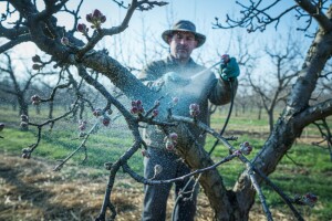 Zaštita nasada jabuka protiv krastavosti