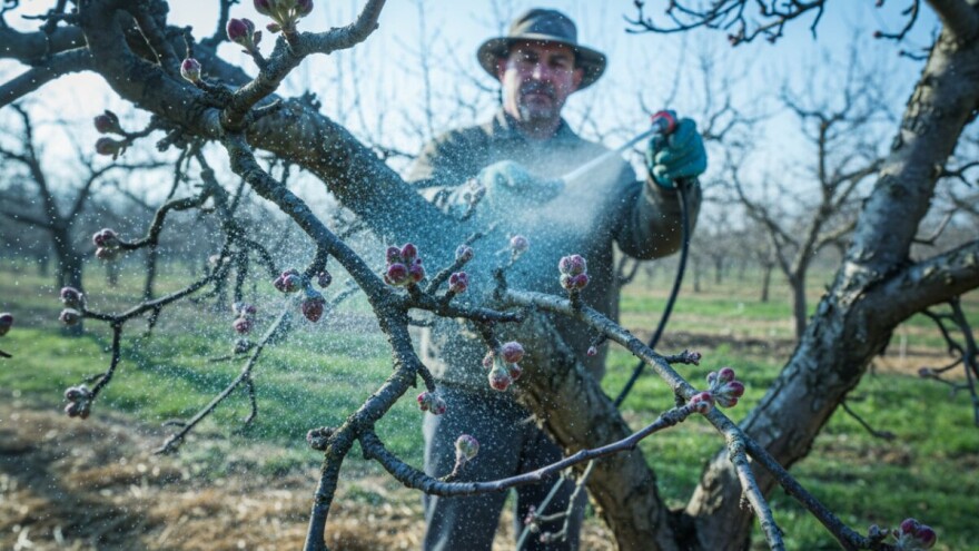 Zaštita nasada jabuka protiv krastavosti