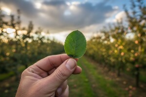 Zaštita nasada jezgričavog voća