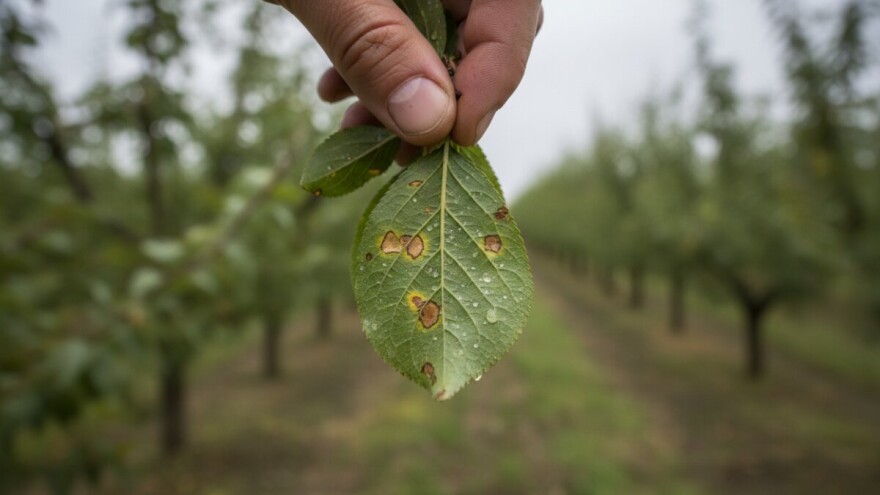 Zaštita nasada koštičavoga voća