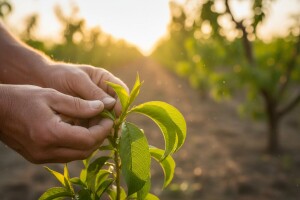 Zaštita nasada koštičavoga voća
