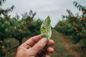 Zaštita nasada koštičavoga voća