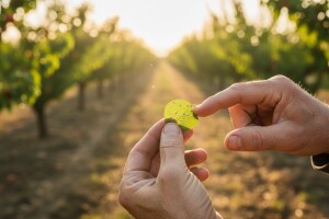 Zaštita nasada koštičavoga voća