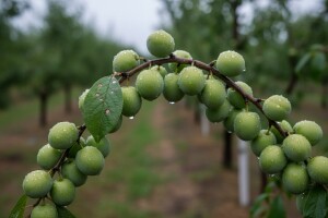 Zaštita nasada koštičavoga voća