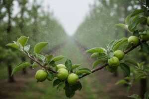 Zaštita nasada krušaka i jabuka