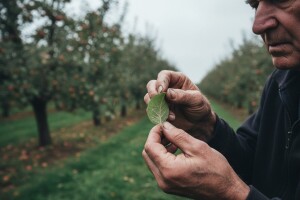 Zaštita nasada krušaka i jabuka