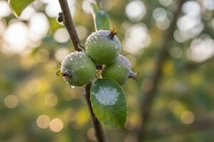 Zaštita nasada krušaka i jabuka