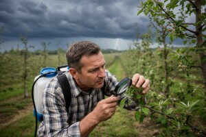 Zaštita nasada krušaka i jabuka