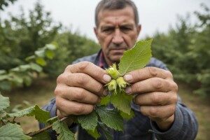 Zaštita nasada lijeske