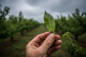 Zaštita nasada na zagrebačkom području