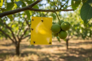 Zaštita nasada oraha od orahove muhe