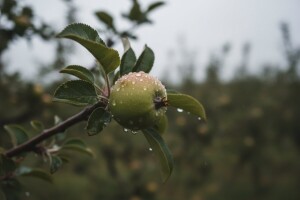 Zaštita nasada voćaka prije i poslije kiše
