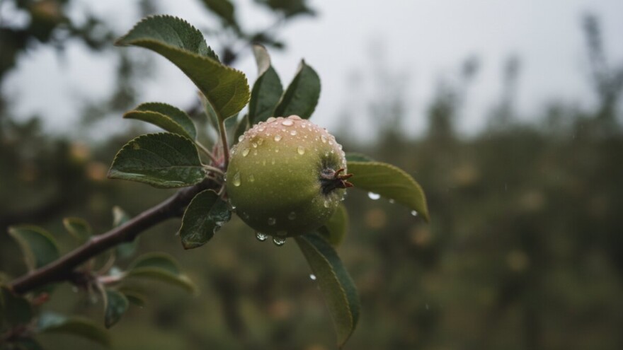 Zaštita nasada voćaka prije i poslije kiše