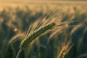 Zaštita od bolesti klasa i žitnoga balca